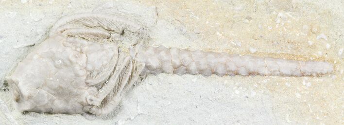 Macrocrinus Crinoid With Long Anal Tube - Indiana #55168